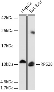 Western blot analysis of extracts of various cell lines using RPS28 Polyclonal Antibody at1:1000 dilution.