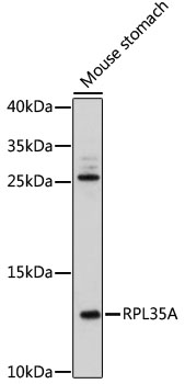 Western blot analysis of extracts of mouse stomach using RPL35A Polyclonal Antibody at 1:500 dilution.