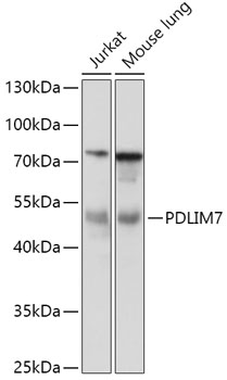 Western blot analysis of extracts of various cell lines using PDLIM7 Polyclonal Antibody at 1:1000 dilution.