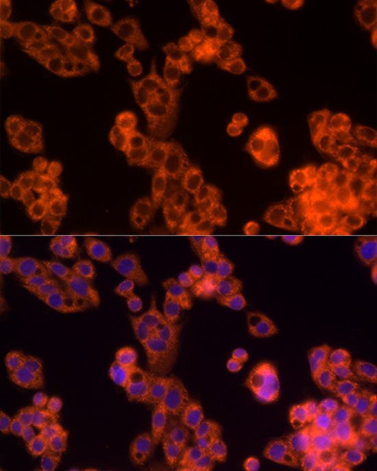 Immunofluorescence analysis of HepG2 cells using PDCD1LG2 Polyclonal Antibody at dilution of 1:50 (40x lens). Blue: DAPI for nuclear staining.