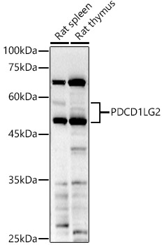 Western blot analysis of extracts of various cell lines using PDCD1LG2  Polyclonal Antibody at 1:1000 dilution.
