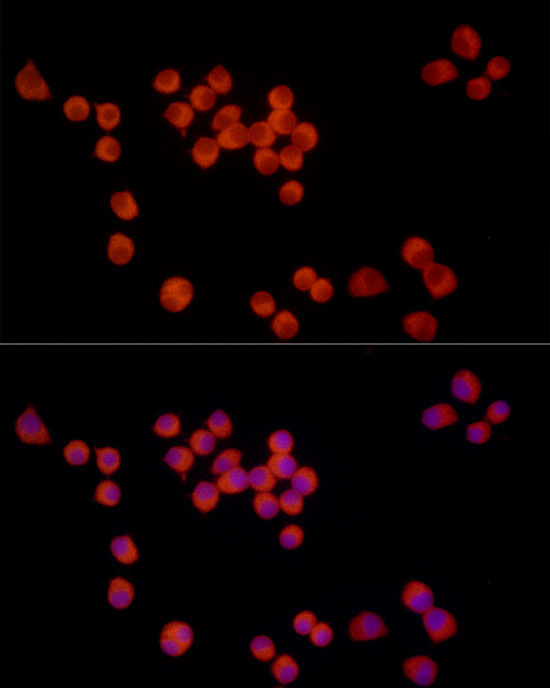 Immunofluorescence analysis of Neuro-2α cells using NNAT Polyclonal Antibody at dilution of 1:400 (40x lens). Blue: DAPI for nuclear staining.