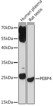 Western blot analysis of extracts of various cell lines using PEBP4 Polyclonal Antibody at 1:1000 dilution.