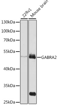 Western blot analysis of extracts of various cell lines using GABRA2 Polyclonal Antibody at 1:1000 dilution.