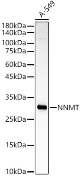 Western blot analysis of A-549 using NNMT Polyclonal Antibody at 1:1000 dilution.