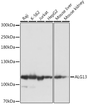 Western blot analysis of extracts of various cell lines using ALG13 Polyclonal Antibody at1:1000 dilution.