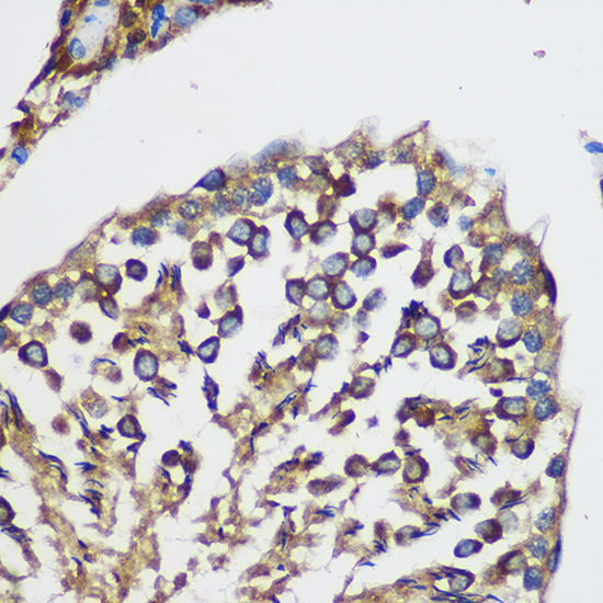 Immunohistochemistry of paraffin-embedded Rat testis using TEX101 Polyclonal Antibody at dilution of 1:100 (40x lens).Perform microwave antigen retrieval with 10 mM PBS buffer pH 7.2 before commencing with IHC staining protocol.