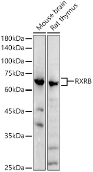 Western blot analysis of extracts of various cell lines using RXRB Polyclonal Antibody at 1:1000 dilution.