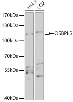 Western blot analysis of extracts of various cell lines using OSBPL5 Polyclonal Antibody at 1:3000 dilution.