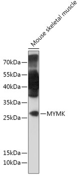 Western blot analysis of extracts of Mouse skeletal muscle using MYMK Polyclonal Antibody at 1:1000 dilution.