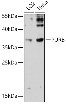 Western blot analysis of extracts of various cell lines using PURB Polyclonal Antibody at 1:3000 dilution.