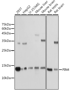 Western blot analysis of extracts of various cell lines using PIN4 Polyclonal Antibody at 1:1000 dilution.