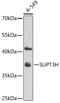 Western blot analysis of extracts of A-549 cells using SUPT3H Polyclonal Antibody at 1:1000 dilution.