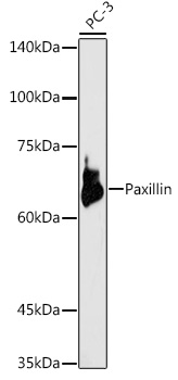 Western blot analysis of extracts of PC-3 cells using Paxillin Polyclonal Antibody at 1:1000 dilution.