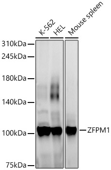 Western blot analysis of various lysates using ZFPM1 Polyclonal Antibody at 1:1000 dilution.