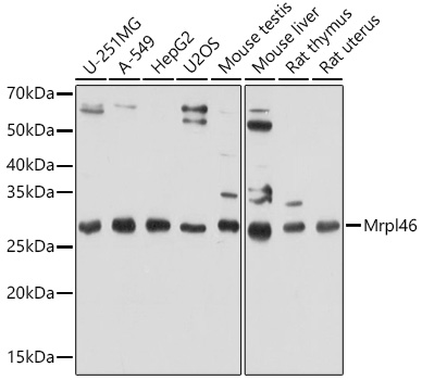 Western blot analysis of extracts of various cell lines using Mrpl46 Polyclonal Antibody at 1:1000 dilution.