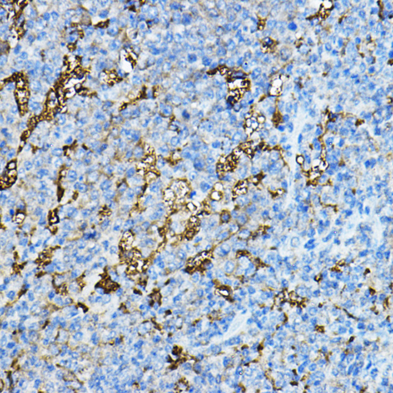 Immunohistochemistry of paraffin-embedded mouse spleen using NXPH4 Polyclonal Antibody at dilution of 1:100 (40x lens).Perform microwave antigen retrieval with 10 mM PBS buffer pH 7.2 before commencing with IHC staining protocol.