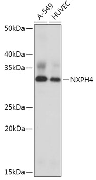 Western blot analysis of extracts of various cell lines using NXPH4 Polyclonal Antibody at 1:1000 dilution.