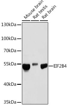 Western blot analysis of extracts of various cell lines using EIF2B4 Polyclonal Antibody at1:1000 dilution.