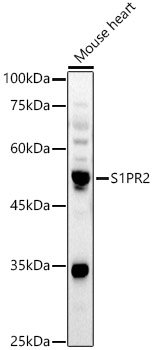 Western blot analysis of Mouse heart using S1PR2 Polyclonal Antibody at 1:1000 dilution.