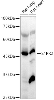 Western blot analysis of various lysates using S1PR2 Polyclonal Antibody at 1:1000 dilution.