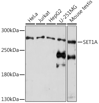 Western blot analysis of extracts of various cell lines using SET1A Polyclonal Antibody at1:1000 dilution.