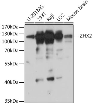 Western blot analysis of extracts of various cell lines using ZHX2 Polyclonal Antibody at 1:1000 dilution.