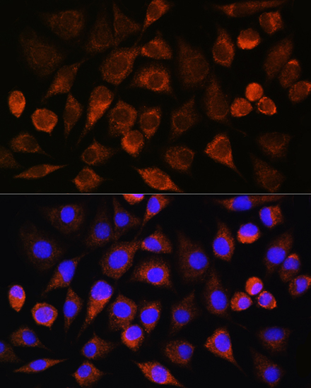 Immunofluorescence analysis of L929 cells using BRINP3 Polyclonal Antibody at dilution of 1:100. Blue: DAPI for nuclear staining.