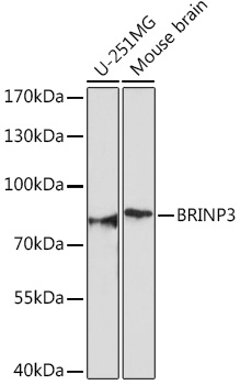Western blot analysis of extracts of various cell lines using BRINP3 Polyclonal Antibody at1:1000 dilution.