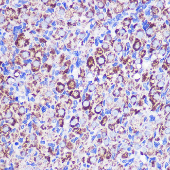 Immunohistochemistry of paraffin-embedded Rat ovary using MRPL38 Polyclonal Antibody at dilution of 1:100 (40x lens).Perform microwave antigen retrieval with 10 mM PBS buffer pH 7.2 before commencing with IHC staining protocol.