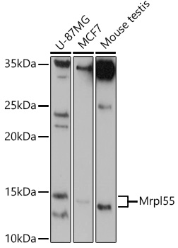 Western blot analysis of extracts of various cell lines using Mrpl55 Polyclonal Antibody at 1:1000 dilution.