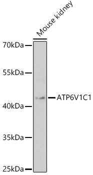 Western blot analysis of extracts of Mouse kidney using ATP6V1C1 Polyclonal Antibody at 1:1000 dilution.