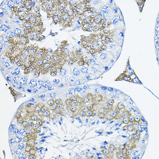 Immunohistochemistry of paraffin-embedded mouse testis using Tulp2 Polyclonal Antibody at dilution of 1:200 (40x lens).Perform high pressure antigen retrieval with 10 mM citrate buffer pH 6.0 before commencing with IHC staining protocol.