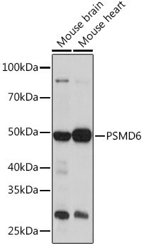 Western blot analysis of extracts of various cell lines using PSMD6 Polyclonal Antibody at 1:1000 dilution.