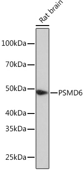 Western blot analysis of extracts of Rat brain using PSMD6 Polyclonal Antibody at 1:1000 dilution.