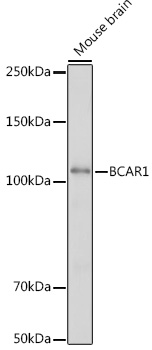 Western blot analysis of extracts of Mouse brain using BCAR1 Polyclonal Antibody at 1:500 dilution.