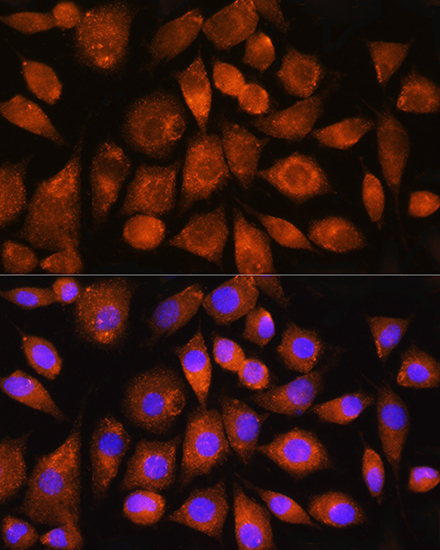 Immunofluorescence analysis of L929 cells using ATP5G2 Polyclonal Antibody at dilution of 1:100. Blue: DAPI for nuclear staining.