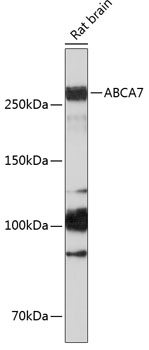 Western blot analysis of extracts of Rat brain using ABCA7 Polyclonal Antibody at 1:1000 dilution.