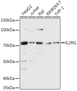 Western blot analysis of extracts of various cell lines using CD132/IL-2 R gamma Polyclonal Antibody at 1:1000 dilution.