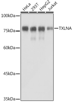 Western blot analysis of extracts of various cell lines using TXLNA Polyclonal Antibody at 1:1000 dilution.