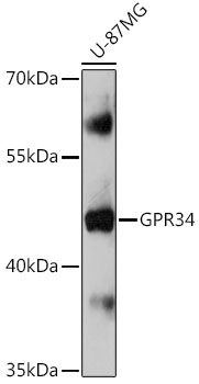 Western blot analysis of extracts of U-87MG cells using GPR34 Polyclonal Antibody at 1:1000 dilution.