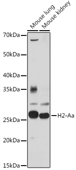 Western blot analysis of extracts of various cell lines using H2-Aa Polyclonal Antibody at 1:1000 dilution.