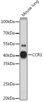 Western blot analysis of extracts of Mouse lung using CCR1 Polyclonal Antibody at1:1000 dilution.