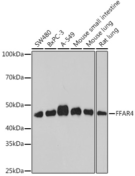 Western blot analysis of extracts of various cell lines using FFAR4 Polyclonal Antibody at 1:1000 dilution.