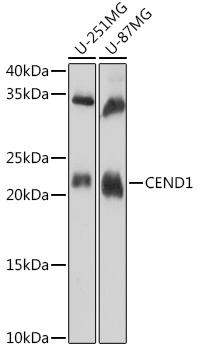 Western blot analysis of extracts of various cell lines using CEND1 Polyclonal Antibody at 1:1000 dilution.