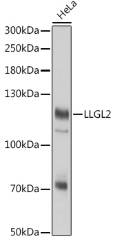 Western blot analysis of extracts of HeLa cells using LLGL2 Polyclonal Antibody at 1:3000 dilution.