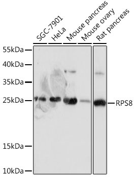 Western blot analysis of extracts of various cell lines using RPS8 Polyclonal Antibody at 1:1000 dilution.