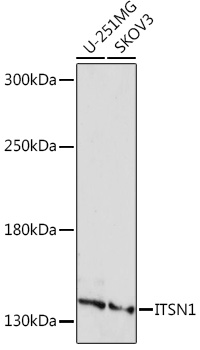 Western blot analysis of extracts of various cell lines using ITSN1 pAb Polyclonal Antibody at1:1000 dilution.