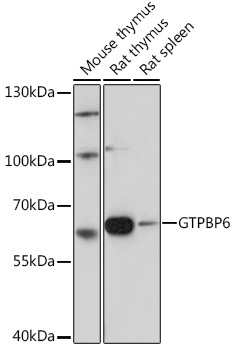 Western blot analysis of extracts of various cell lines using GTPBP6 Polyclonal Antibody at1:1000 dilution.