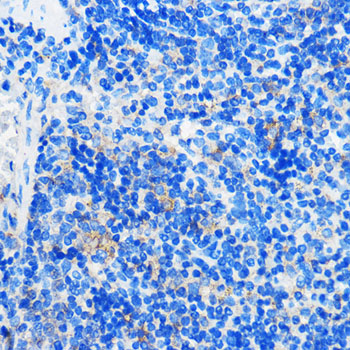 Immunohistochemistry of paraffin-embedded Mouse spleen using HCAR3 Polyclonal Antibody at dilution of 1:100 (40x lens).Perform microwave antigen retrieval with 10 mM PBS buffer pH 7.2 before commencing with IHC staining protocol.